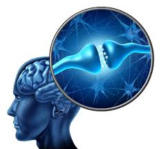 brain and neurotransmitters