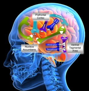 brain image