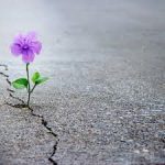 purple flower in pavement crack