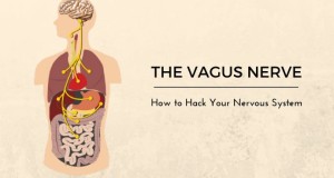 the vagus nerve